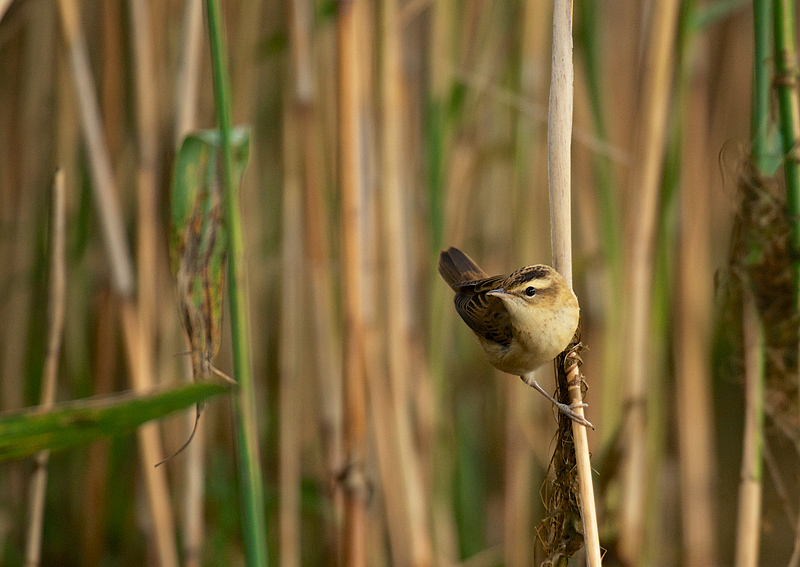 Sivsanger - Sedge Warbler (Acrocephalus schoenobaenus).jpg